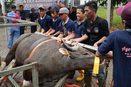 Penyembelihan 33 hewan kurban BP Batam (foto : hms)