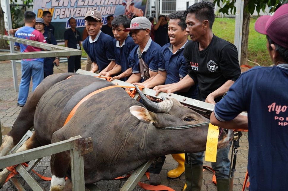 Penyembelihan 33 hewan kurban BP Batam (foto : hms)